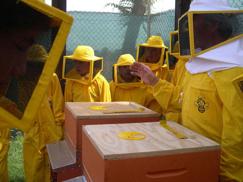 Alla scoperta del mondo delle api