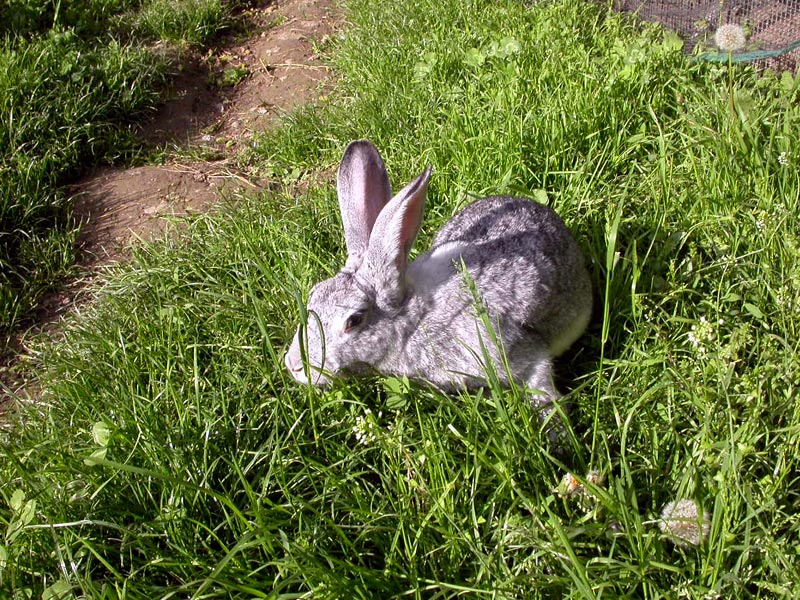 Carmagnola Gray Rabbit