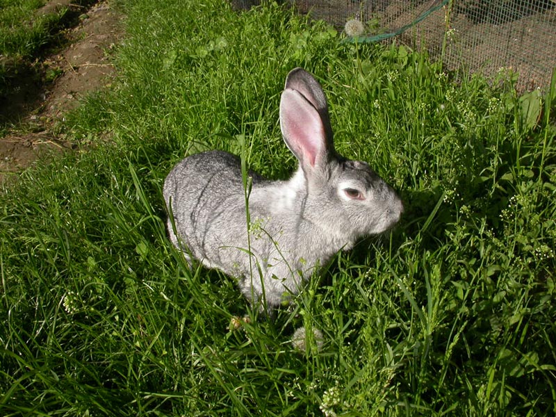 Carmagnola Grey Rabbit