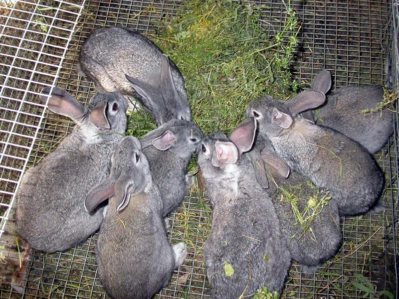 Conigli grigi di Carmagnola