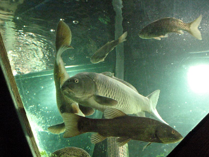  Pesci di fiume nell'acquario dell'Ecomuseo del Freidano
