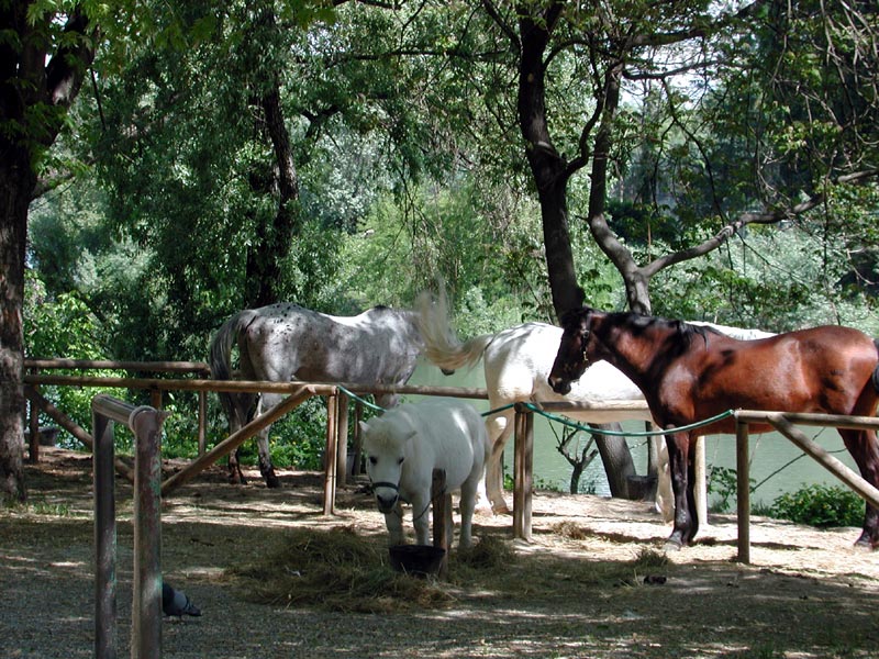 Horses in Le Vallere Park