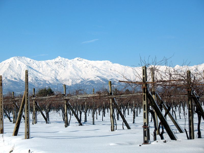 White Canavese Wine vineyards