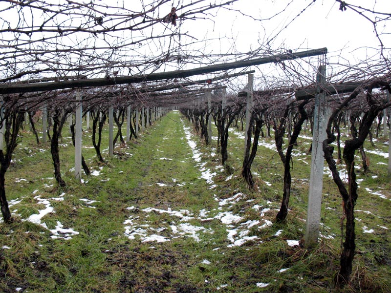 Canavese Red Wine vineyard
