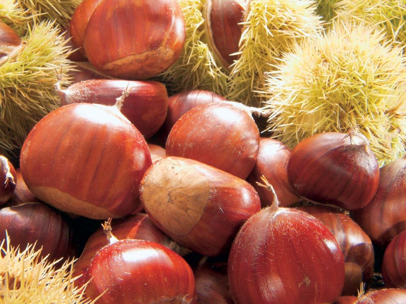 Chestnut and By-Products
