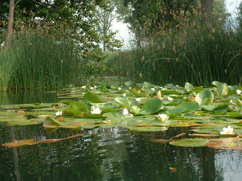 Marsh with water lilies