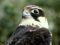 Il Falco - The Hawk