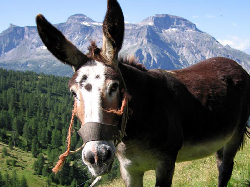 Donkey in Alpe Devero