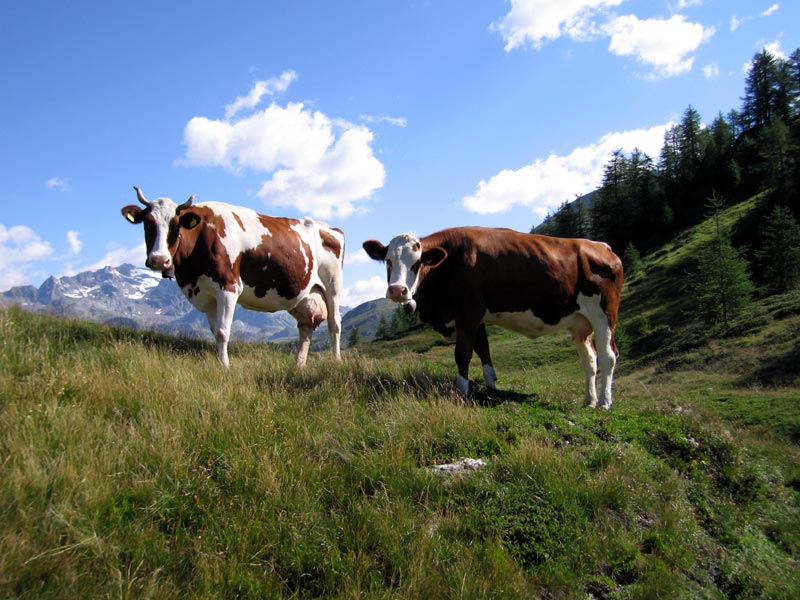Brindled cows Sangiatto