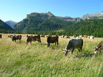 Pasture in Alpe Veglia