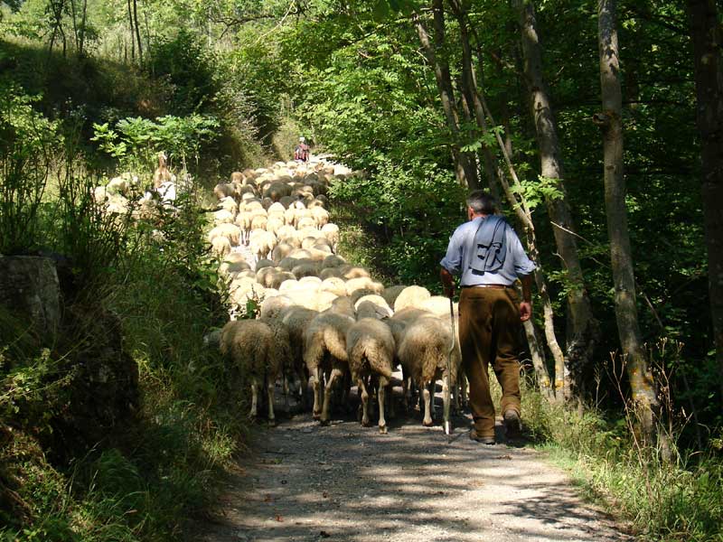 Roaschina oder Frabosana Schaf