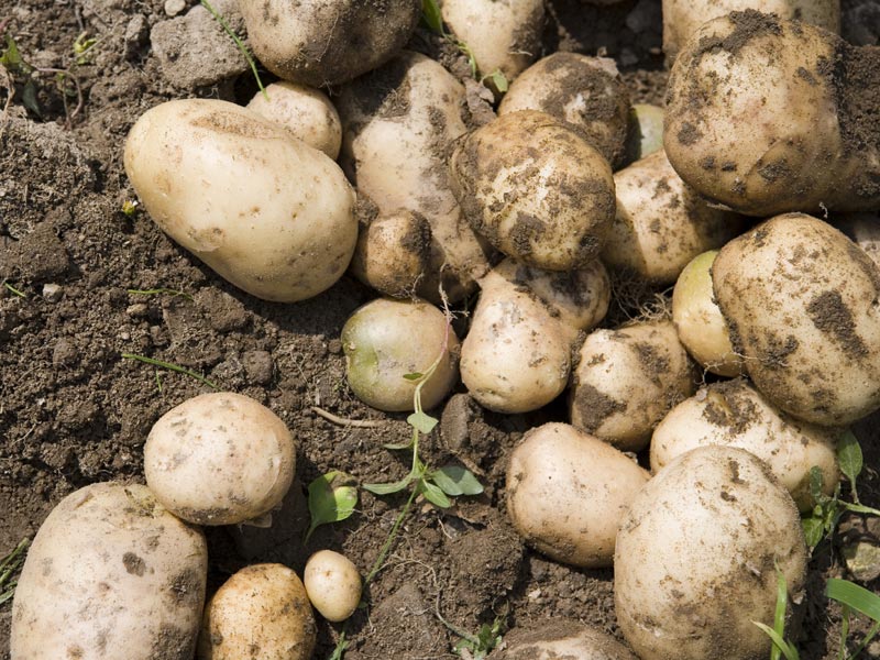 Kartoffeln aus Entracque