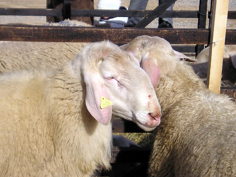 Mouton 'Pecora Sambucana'