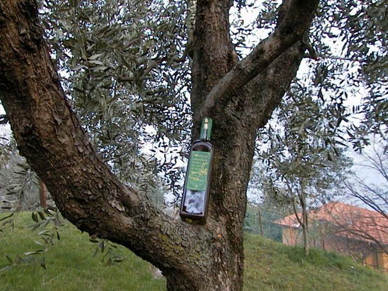 Olio dell'Alto Sebino (DOP dei Laghi Lombardi)