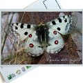 Cartolina del Parco dell'Aveto - Il Giardino delle farfalle "Apollo"