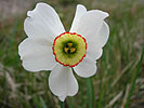 Narcissus peticus