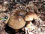 Autumn, the Season of Mushrooms