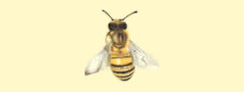 Mieli dei Parchi della Liguria - Ed. 2020: 1 ape d'oro