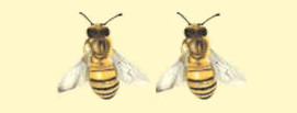 Mieli dei Parchi della Liguria - Ed. 2020: 2 api d'oro