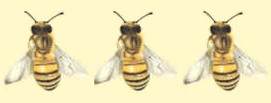 Mieli dei Parchi della Liguria - Ed. 2021: 3 api d'oro