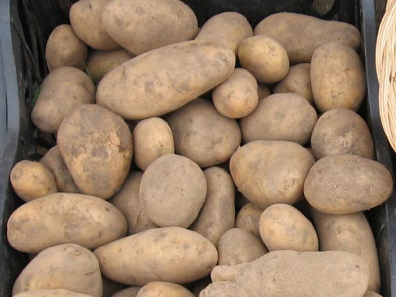 Le patate biologiche