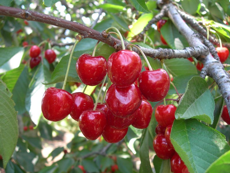 Etna Cherry