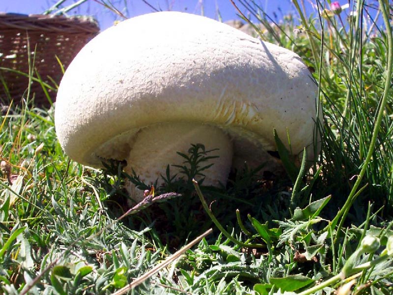 Mushrooms of Etna
