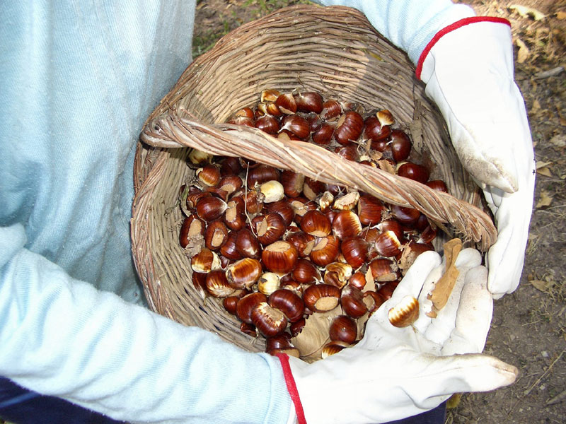 Chestnuts of Melezzole and Morre