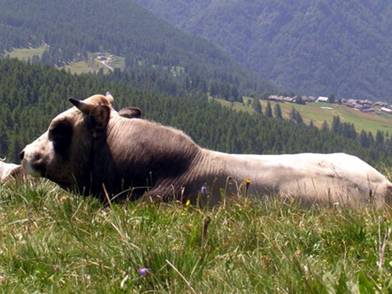 Piemontese Cattle Breed