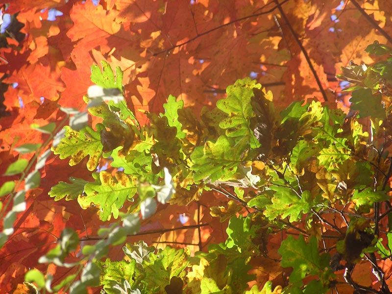  Foglie di quercia rossa americana in autunno