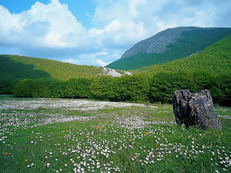 Monte Cucco, Blumenbedeckte Wiesen