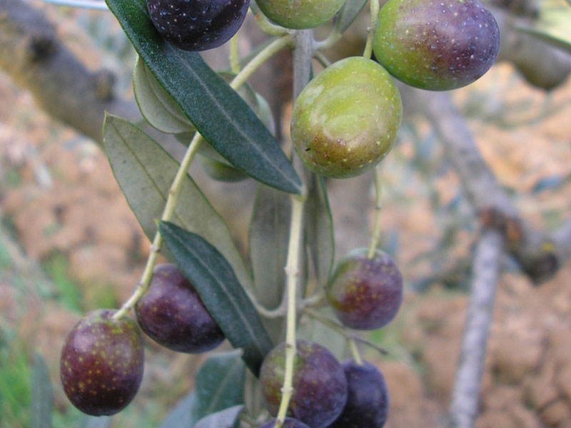 Olivenöl aus den 