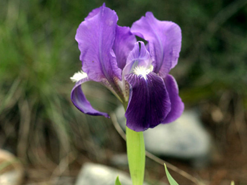 Iris Lutescens