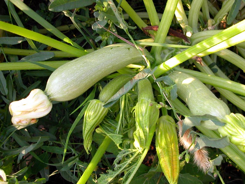 'Zucchino alberello' aus Sarzana