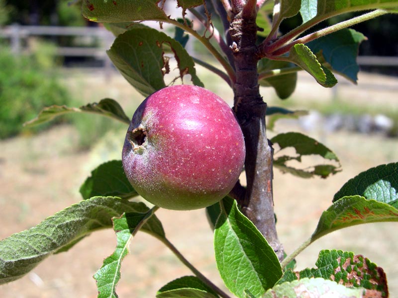 Traditionelle Apfelbäume ('Beverino', 'Bianchetta', 'Musona', 'Pipin')
