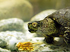 European Pond Turtle
