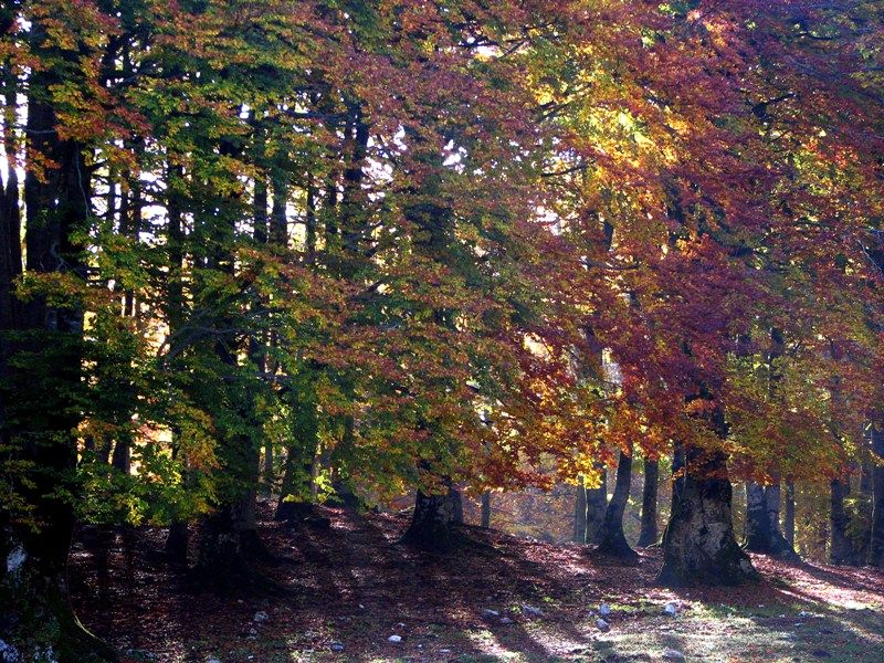 Beech tree woodland, Campitello