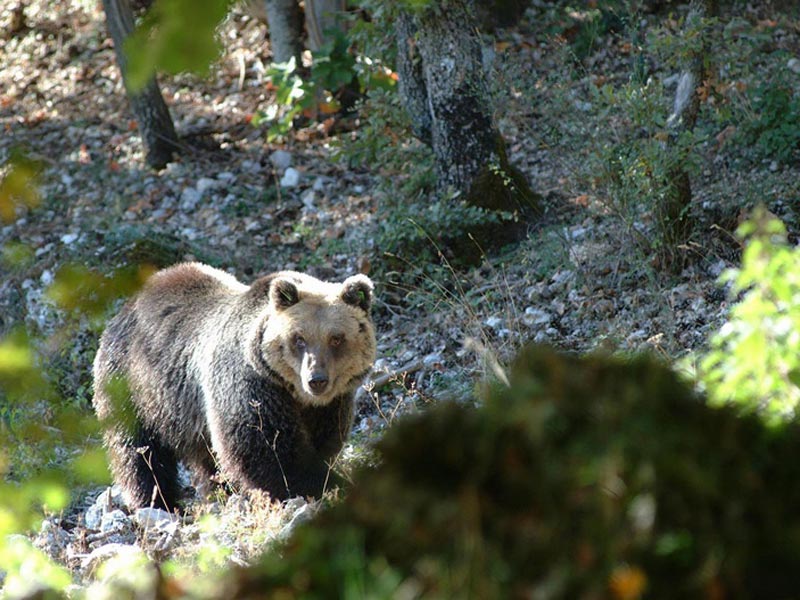 The Bear Visitor Center - Villavallelonga