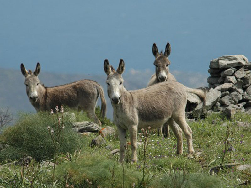 Asinara white donkey