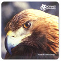 Magnet eagle - Dolomiti Bellunesi National Park