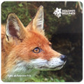 Magnet fox - Dolomiti Bellunesi National Park