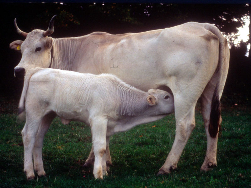 Chianina Cow Breed