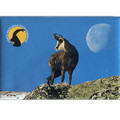 Magnete of the Gran Paradiso National Park - subject: chamois
