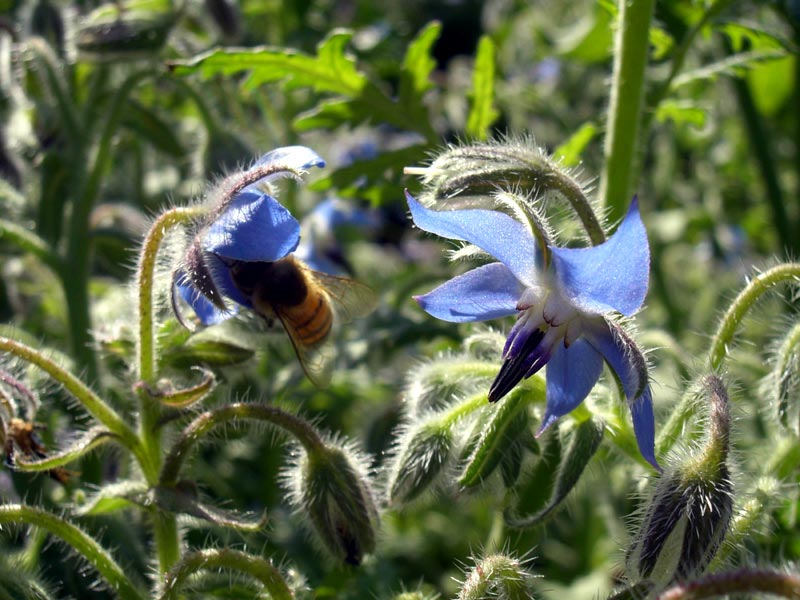 Bienen auf Borretsch