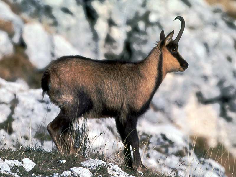 The Chamois Wildlife Area and the Waterfall of the Golden Calf