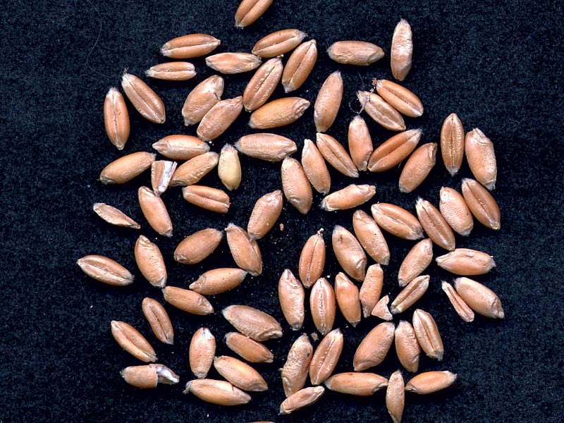 Solina Wheat