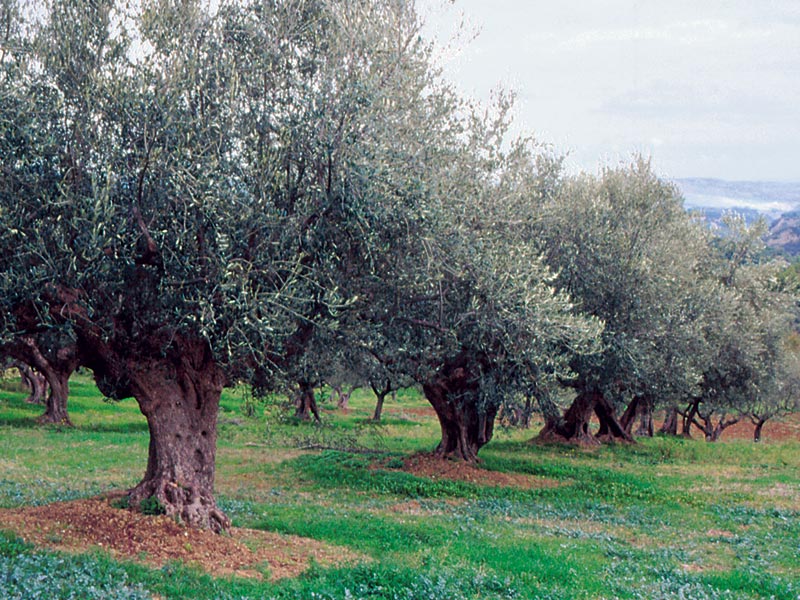 Carpineto olive grove