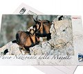 Cartolina Camoscio d'Abruzzo