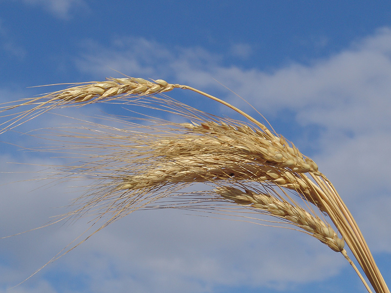 Solina Common Wheat