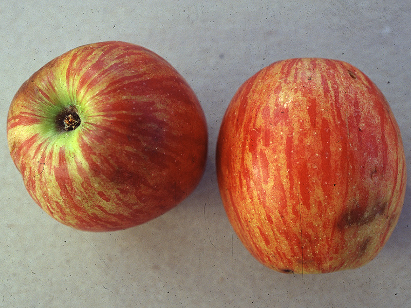 Apfel Mangione